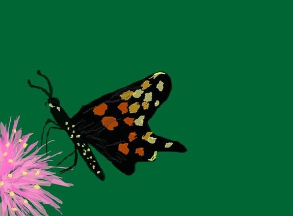 butterfly