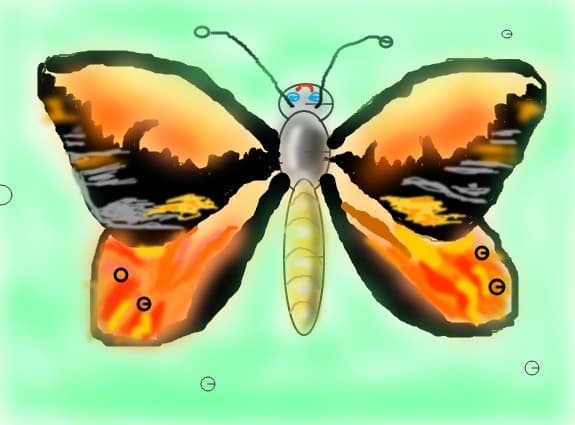 Oranblack butterfly