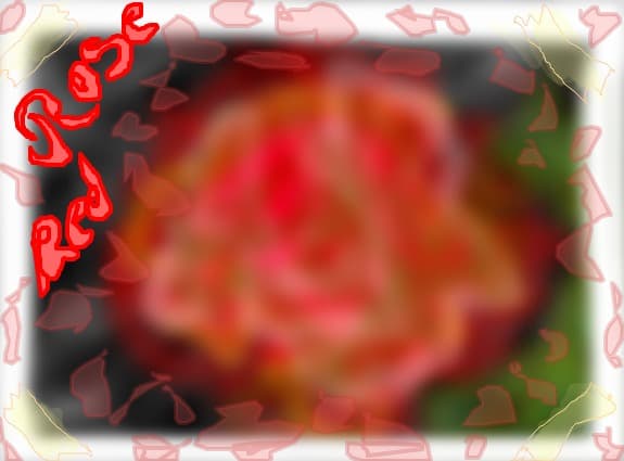 red rose