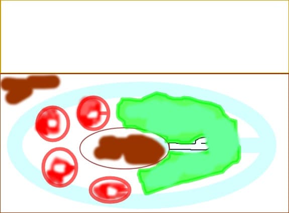 pui cu rosii si salata