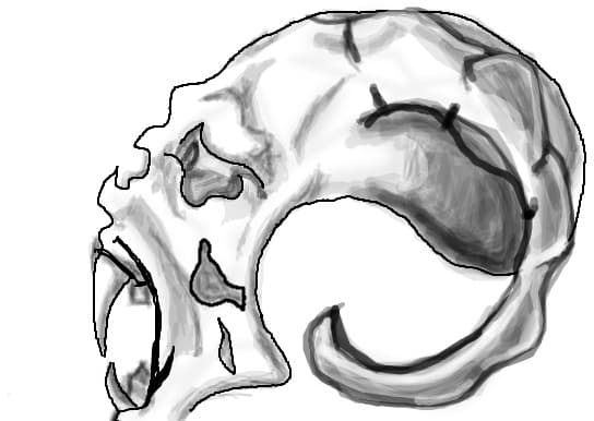 Skull