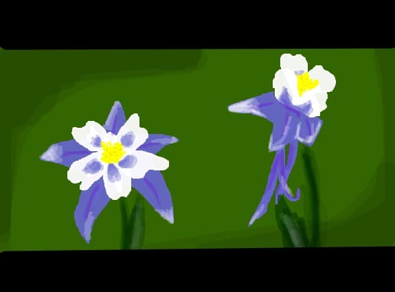 Flori