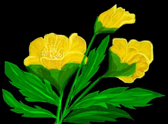 flori
