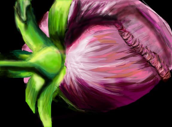 rose