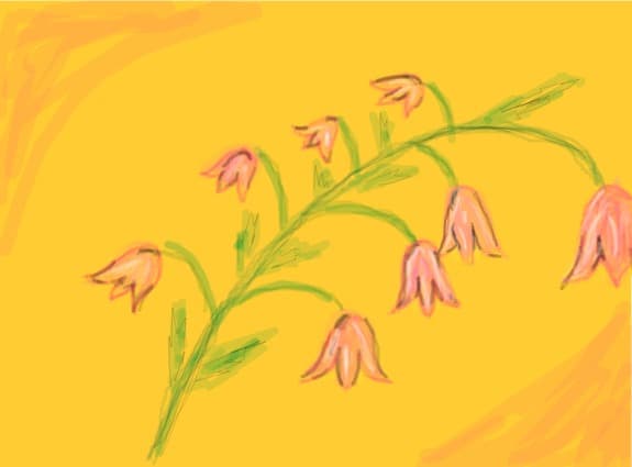 o floare