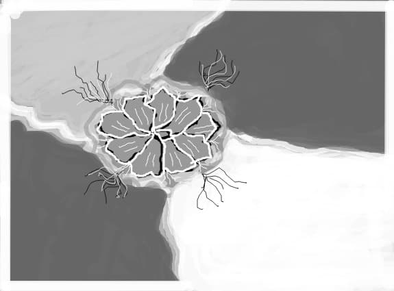 floarea sperantei