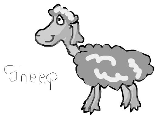 sheep