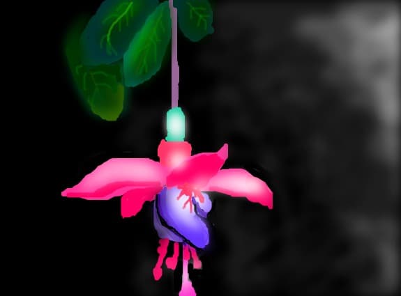 o floricica