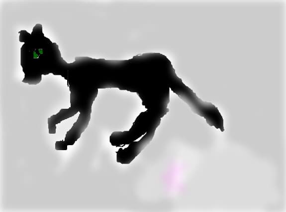 Black Cat