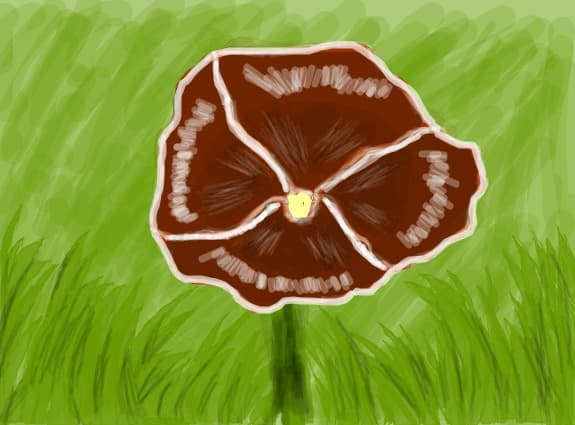 o floare