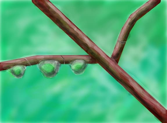 o crenguta
