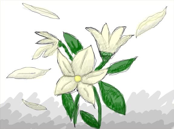 flori