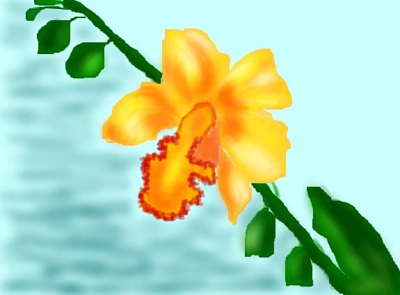 orhidee