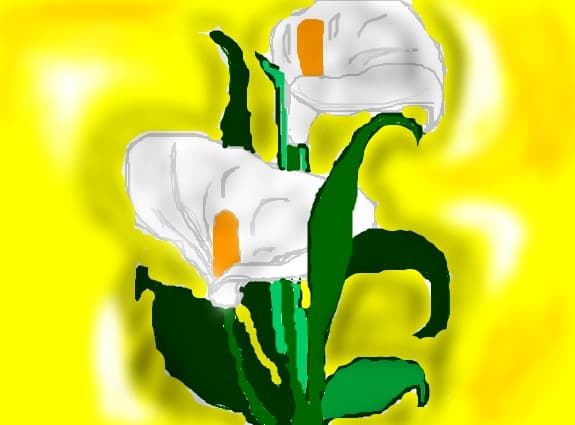 Flori