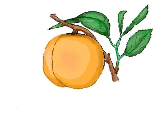 Piersica