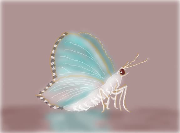 Delicate Moth