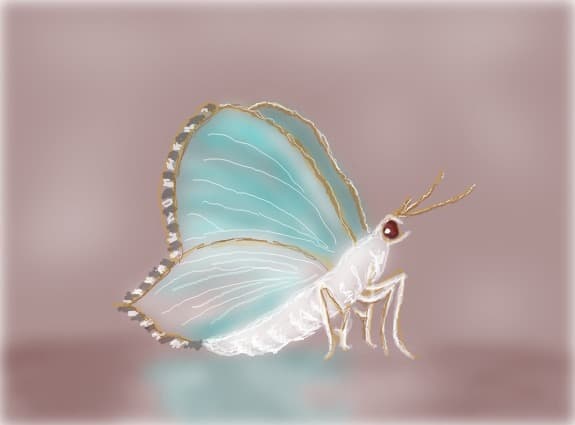 Delicate Moth