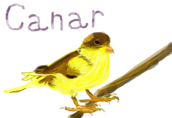 un canar