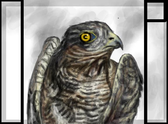 Young Hunter Hawk