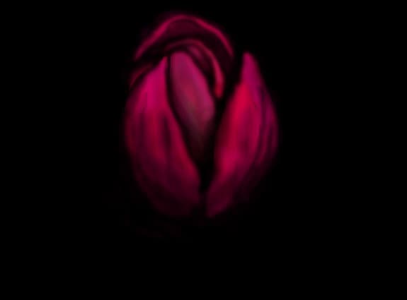 tulip