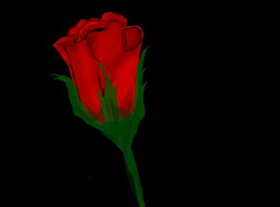 red rose