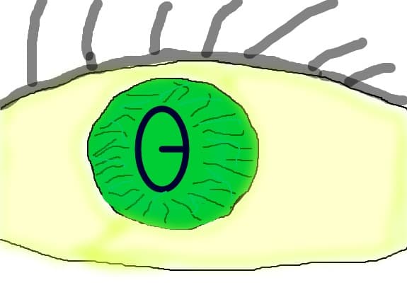 Eye
