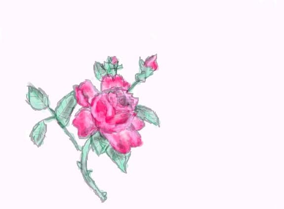 rose