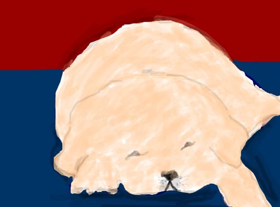 catelus