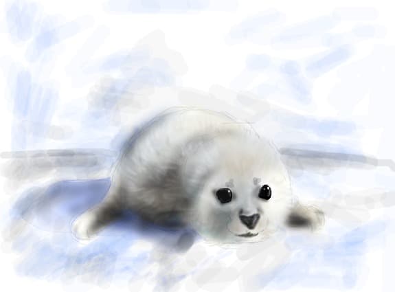 un pui de foca dragut...