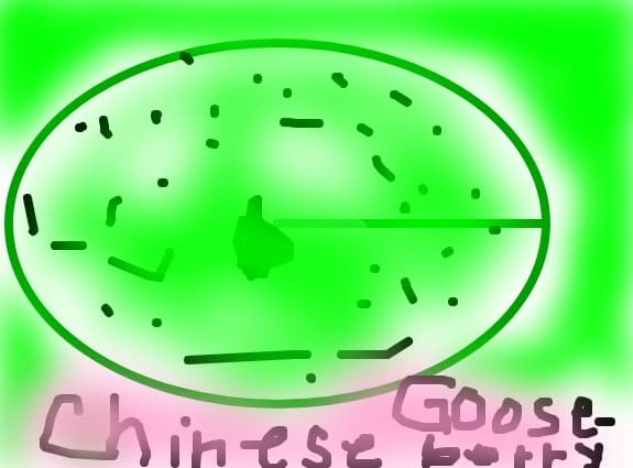chinese gooseberry