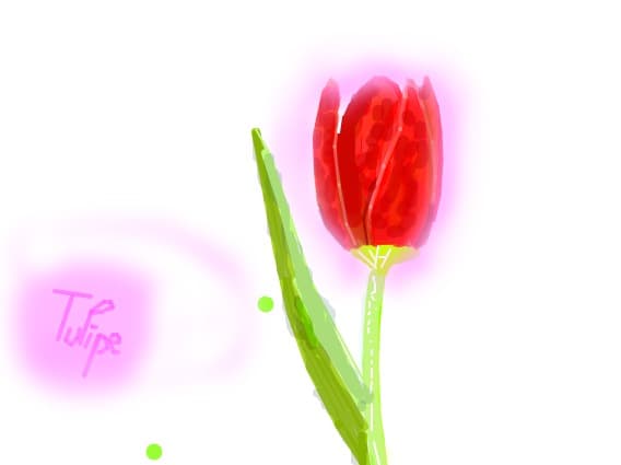 tulipe