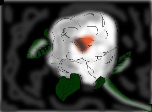 Rose in the dark...