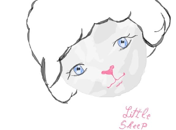 Little sheep
