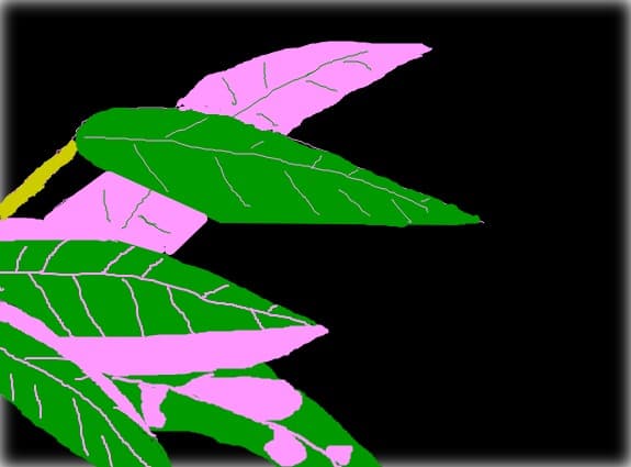 Planta...