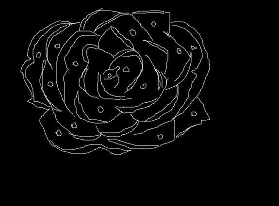 rose 2