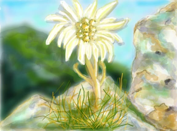 Floare de colt sau Edelweiss