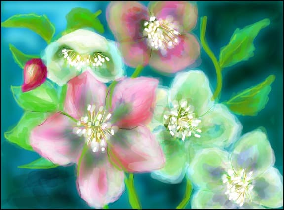 Helleborus orientalis sau Christrose