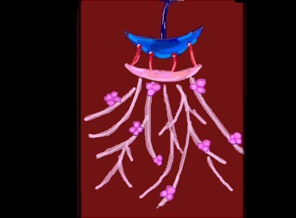 Chinese  flower pink