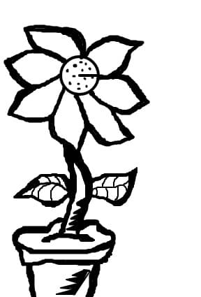 floare