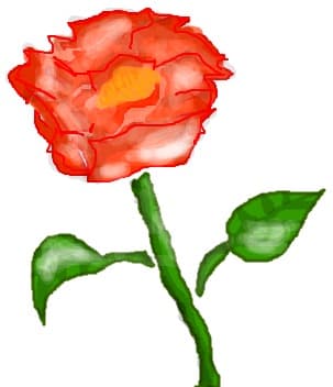 O floare