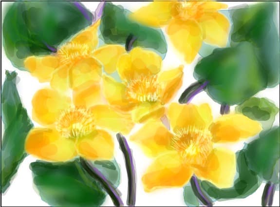Ranunculus acer