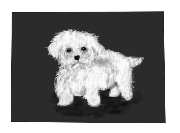 ...maltese...