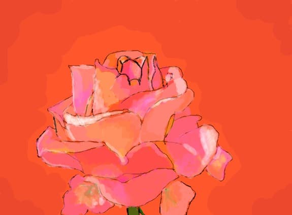 rose