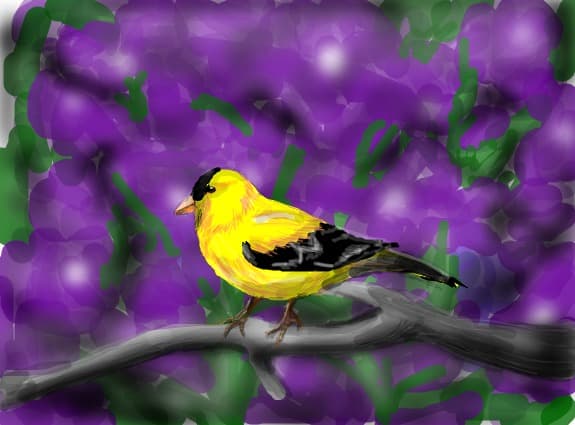 bird