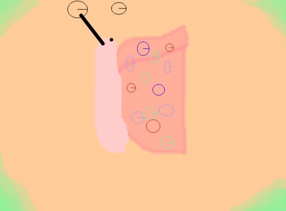 fluturele