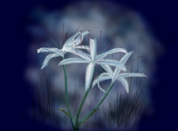 flori