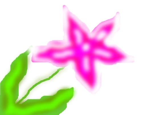 o floricica