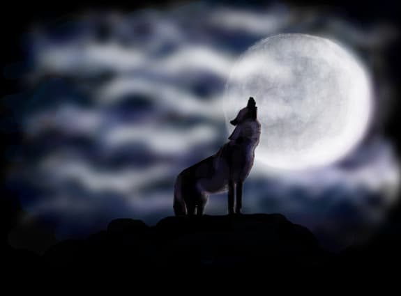 a wolf in the night