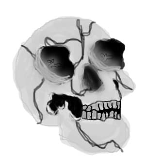 craniu