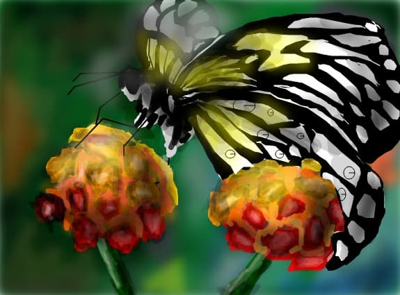 butterfly